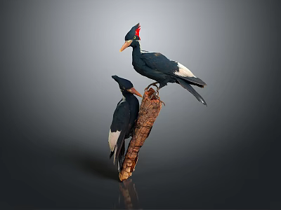 Two Black and White Birds Standing On Brown Tree Trunk With Red Crests And Yellow Beaks 3d model