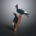 Two Black and White Birds Standing On Brown Tree Trunk With Red Crests And Yellow Beaks