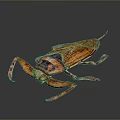 Aquatic Insect With Brown Body Distinct Wings Long Legs Shiny Appearance On Dark Gradient Background