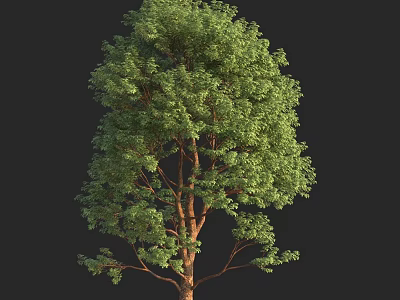 Lush Green Arbor with Dense Foliage and Brown Trunk Structure 3d model