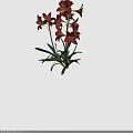Blooming Vibrant Red Flowers With Fresh Green Leaves Against Black Background