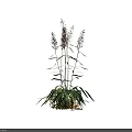Two Clusters of Flowering Plants with Green Leaves and Purple Spikes on White Background