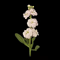 Pink Flower Plant With Layered Petals Green Stems And Leaves On Black Background
