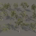 Row of Arbor Trees with Green Leaves and White Trunks in Landscape