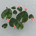 Pink Lotus Flowers With Red Buds And Green Lily Pads On Water Surface