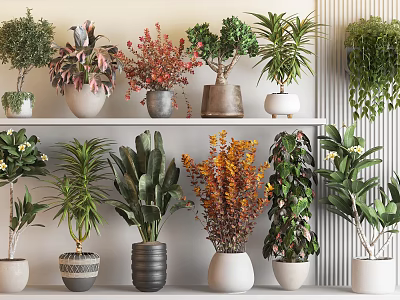 Indoor Potted Bonsai Plants Display On Shelves With Various Species And Decorative Ceramic Pots 3d model