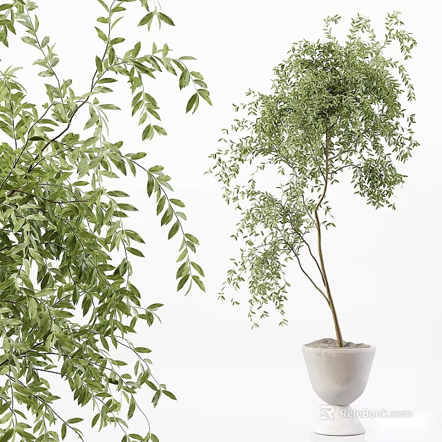 Bonsai Potted Plant With Lush Green Foliage And Concrete Pot For Interior Decor 3d model 