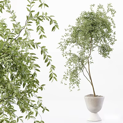 Bonsai Potted Plant With Lush Green Foliage And Concrete Pot For Interior Decor 3d model