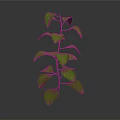 Vibrant Green Plant With Upright Stem And Fresh Green Leaves On Gray Background