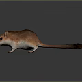 Realistic Brown And White Mouse With Detailed Fur On Gray Background