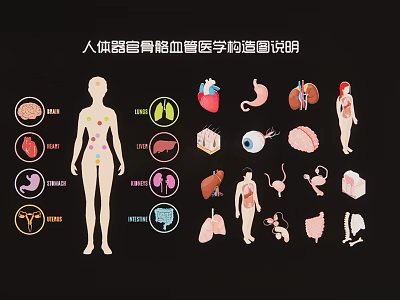 Human Anatomy Medical Organ Skeleton Blood Vessel Diagram Wall Hanging Art Decor 3d model Human Anatomy Medical Organ Skeleton Blood Vessel Diagram Wall Hanging Art Decor 3d model