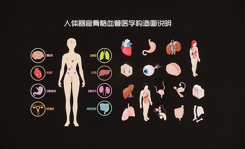 Description of Medical Structure of Human Organs, Bones and Blood Vessels 3d model