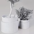 Lush Green Bonsai Plants With Different Sizes And White Pots For Indoor Decor