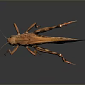 grasshopper insect cartoon locust animation locust anime locust anime game character 3d model