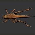 grasshopper insect cartoon locust animation locust anime locust anime game character 3d model