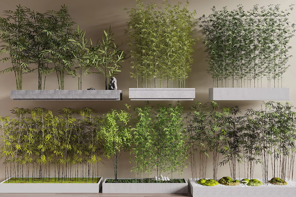 Various Bamboo Types Displayed on Shelves with Lush Green Foliage and Different Heights 3d model 