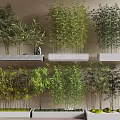 Various Bamboo Types Displayed on Shelves with Lush Green Foliage and Different Heights