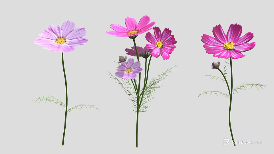 Pink and Purple Cosmos Flowers with Blooming Blooms Buds Green Stems and Fern Leaves 3d model 