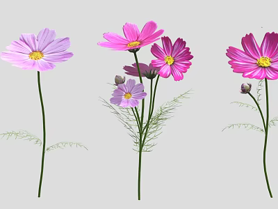 Pink and Purple Cosmos Flowers with Blooming Blooms Buds Green Stems and Fern Leaves 3d model