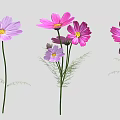 Pink and Purple Cosmos Flowers with Blooming Blooms Buds Green Stems and Fern Leaves
