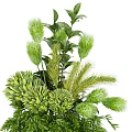 Bonsai Potted Plant With Lush Green Foliage And Various Leaf Shapes