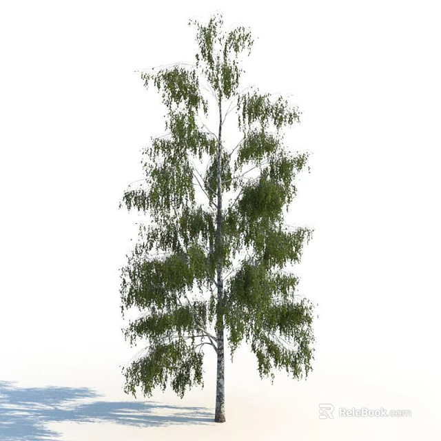 Tall Slender Birch Tree With Green Weeping Leaves And White Trunk 3d model