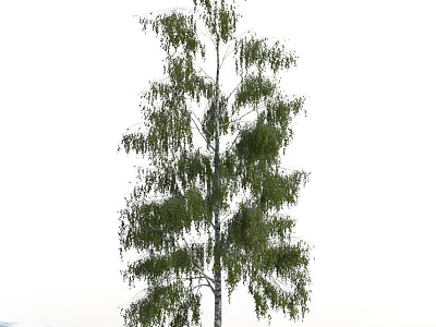 Tall Slender Birch Tree With Green Weeping Leaves And White Trunk 3d model