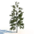 Tall Slender Birch Tree With Green Weeping Leaves And White Trunk 3d model