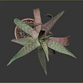 Aloe Vera Plant With Green And Red Thorny Leaves In Brown Pot