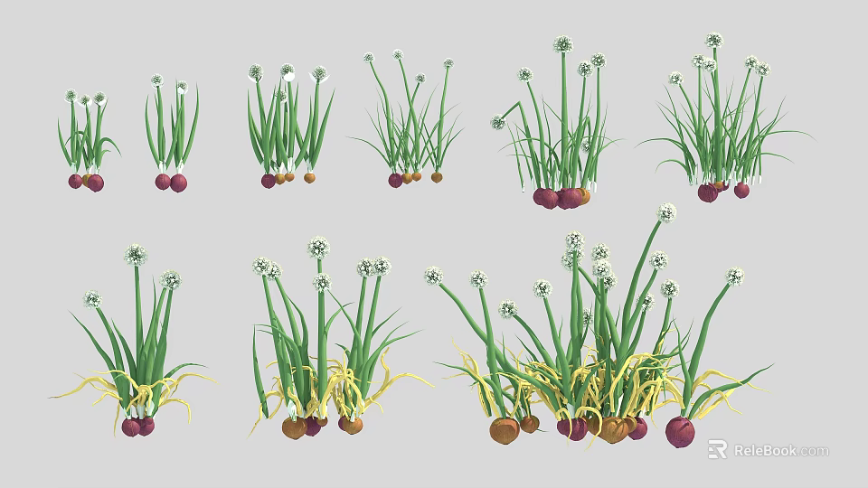 Fresh Scallions With Green Leaves And Various Colored Roots In Different Growth Stages 3d model 