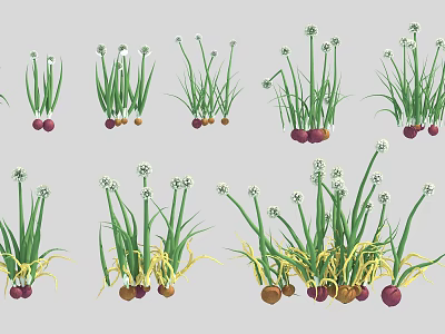 Fresh Scallions With Green Leaves And Various Colored Roots In Different Growth Stages 3d model