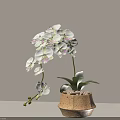 Elegant White Orchids in Beige Hexagonal Textured Vase with Green Leaves