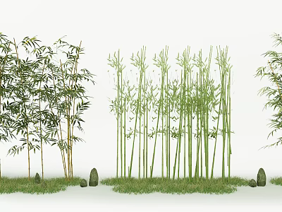 Tall Green Bamboo Plants In Lush Outdoor Landscape With Grass And Natural Stones 3d model