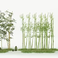Tall Green Bamboo Plants In Lush Outdoor Landscape With Grass And Natural Stones