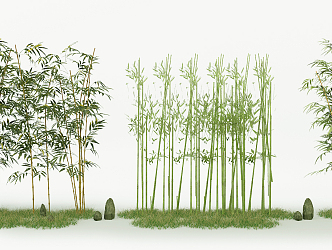 Bamboo 3d model