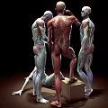 Anatomical Posture Man Anatomical Man Human Structure Bone Bone 3d model
