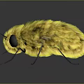 Yellow Fuzzy Insect With Transparent Wings Black Eyes And Reflection On Dark Surface