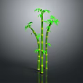 Green Bamboo Plant With Multiple Stalks And Fresh Leaves On Gray Background With Bottom Reflection