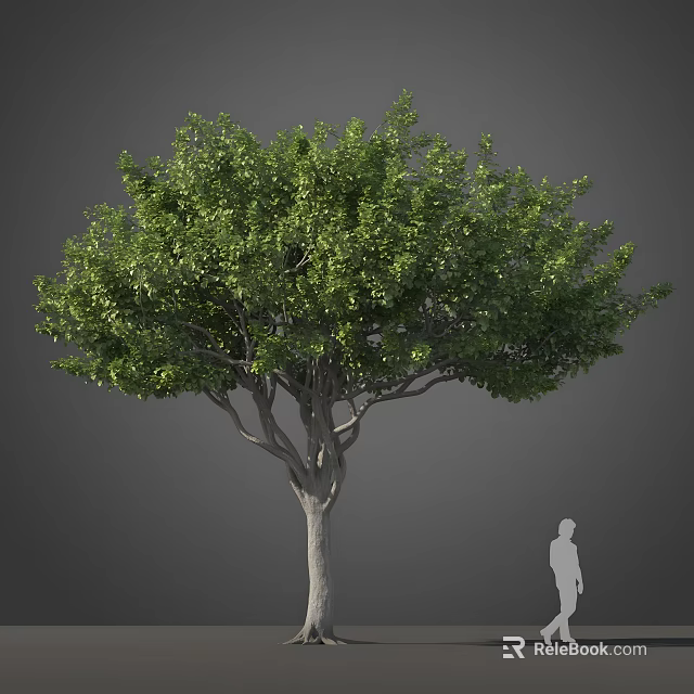 Large Tree With Full Green Canopy Thick Trunk And Human Figure For Scale 3d model