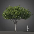 Large Tree With Full Green Canopy Thick Trunk And Human Figure For Scale 3d model