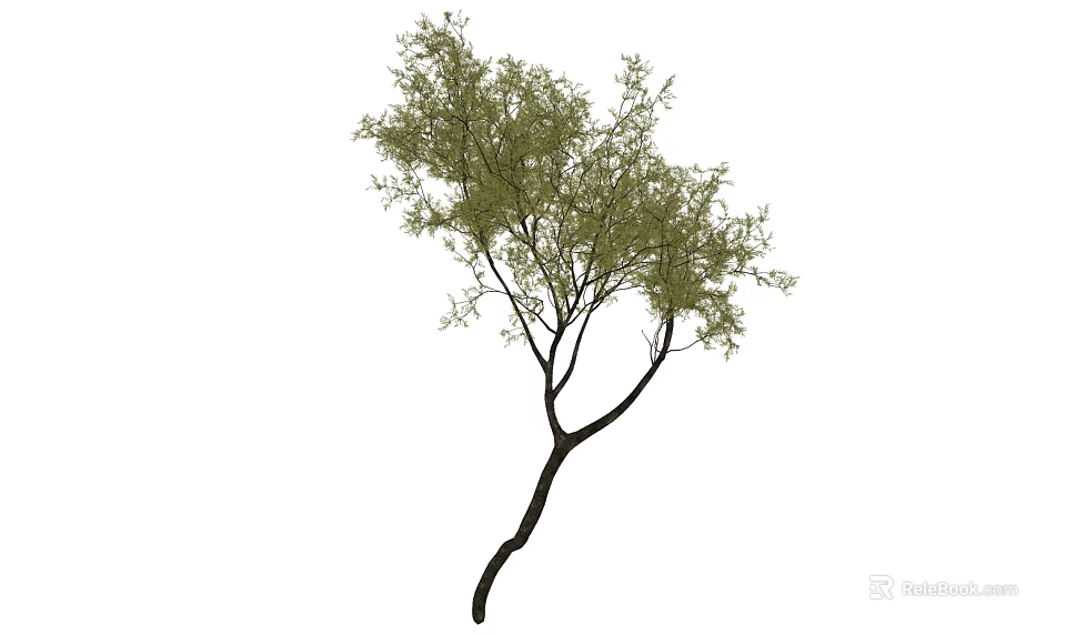 Lush Green Arbor With Slender Trunk Curved Branches And Fresh Leaves 3d model 