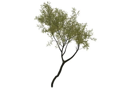 Lush Green Arbor With Slender Trunk Curved Branches And Fresh Leaves 3d model