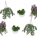 Potted Bonsai Plants with Various Hanging Pots Colorful Flowers and Green Leaves