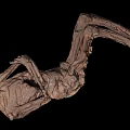 Artistic 3D Human Skeleton Sculpture in Lying Position with Detailed Structure