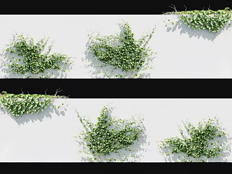 Modern Chinese Medicine Deer Hui Vine Plant Chinese Herbal Medicine Vine Climbing Wall Plant Climbing Vine Green Plant Parthenocissus Vine Plant Green Plant Wall Vine 3d model