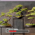 Bonsai Trees with Curved Branches on Black Metal Stands Against Gray Wall and Wooden Floor