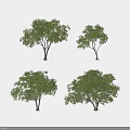 Four Arbor Trees Featuring Green Leafy Canopies Single Trunks And Different Shapes Isolated On White 3d model