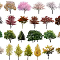 Modern tree flower tree small tree 3d model