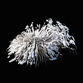 Frosted Chrysanthemum Flowers With White Fluffy Petals And Delicate Structure
