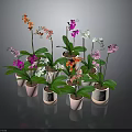 Colorful Orchids with Various Colored Flowers in Pink Ceramic Pots and Lush Green Leaves